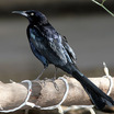 Great-tailed Grackle